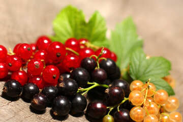 Currant coarsely №33146