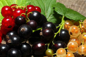 Large berries, currant Bush №33151