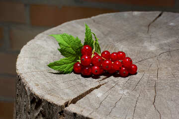 Red currants on the stump