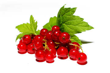 Red currant isolated №33227