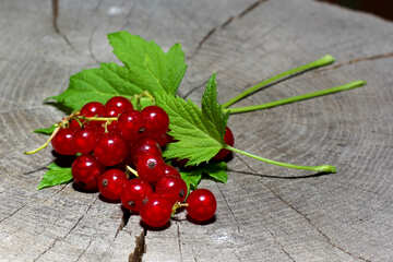 Ripe red currant №33236