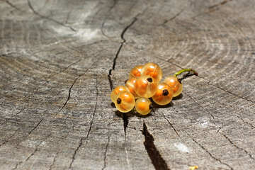 The white currant berries №33189