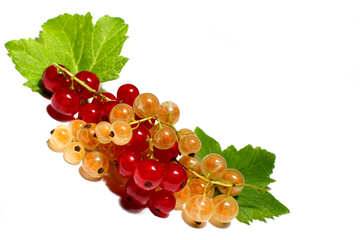 White and red currants isolated №33177