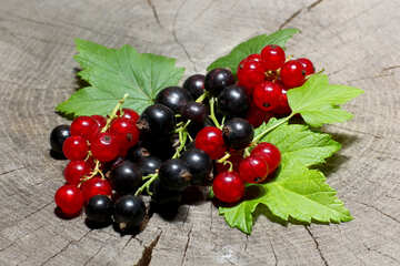 Petits fruits rouges et noirs №33166