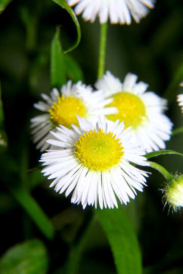 Daisy-like flower №33401