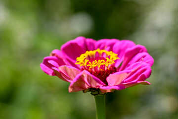 A beautiful flower on the desktop №33440