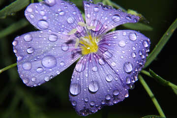 Déposer sur une fleur