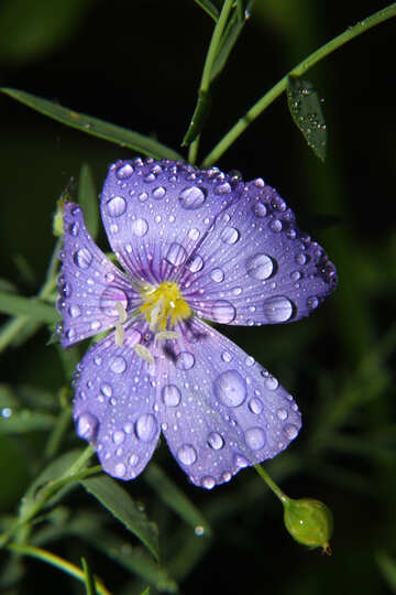 Flower with drops of dew №33404
