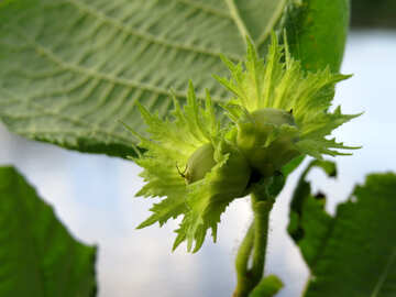 Green hazelnuts №33598