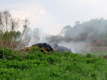 Is burning pile of cut grass №33283
