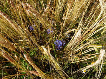 Purple flower in wheat field №33330