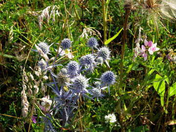 Eryngium champ scratchy bleu contre les mauvaises herbes №33333