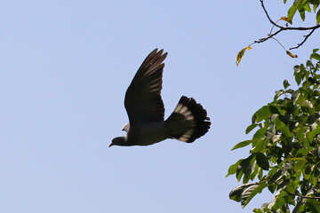 Beautiful dove in flight №33798