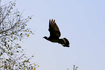 Dove in flight №33797