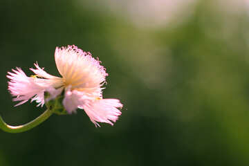 Blumen Hintergrund №33437