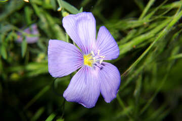 Uma bela flor pequena №33415