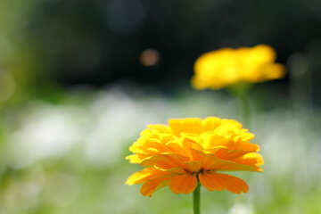 A yellow flower №33447