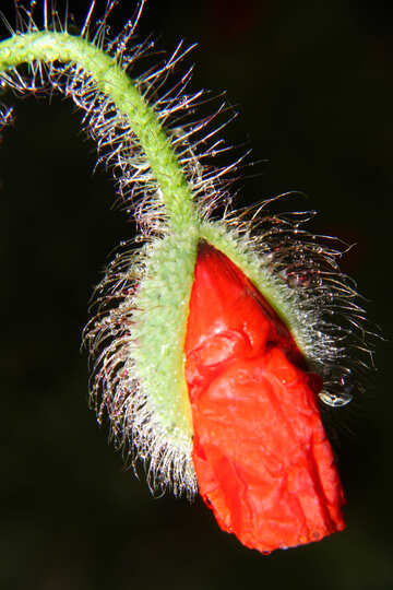 Flower red flower №33395