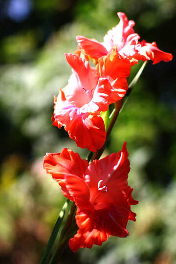 Red flower №33484