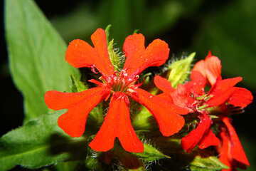 Miniature red flower №33383