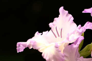 Gladiolen-Blüten vor dunklen Hintergrund №33742