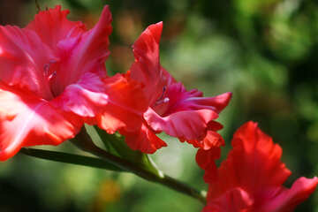 Gladiolus №33476