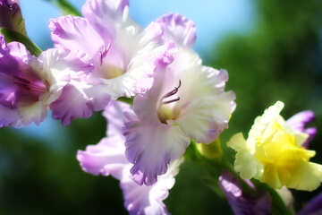 Beautiful gladiolus №33489