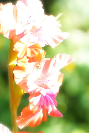 Beautiful flower gladiolus №33478