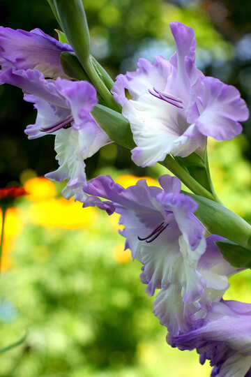 Beautiful flower gladiolus