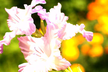 Creamy white gladiolus №33762