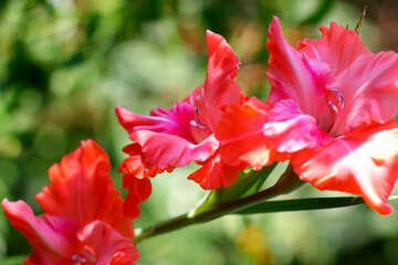 Flower of gladiolus №33477
