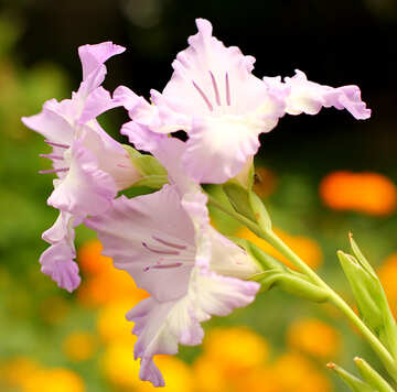 Flower of gladiolus №33750