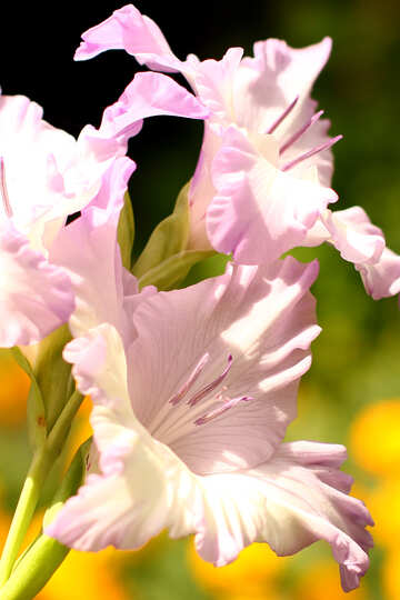 Blume der Gladiole №33764