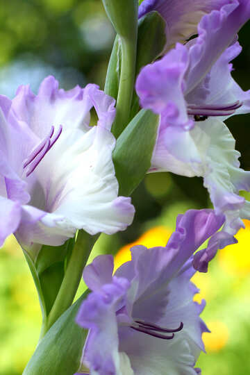 Flor de gladiolos №33782