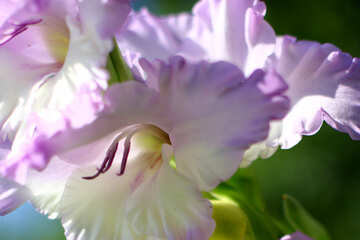 Fleur glaïeul grand №33490