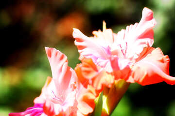 Picture of gladiolus №33480