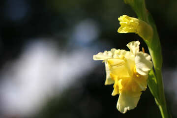 Bildersammlung mit gelben Gladiole №33453