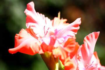 Gladiolus vermelho №33479