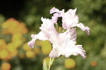 White gladiolus №33761
