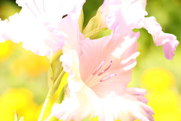 White gladiolus №33763