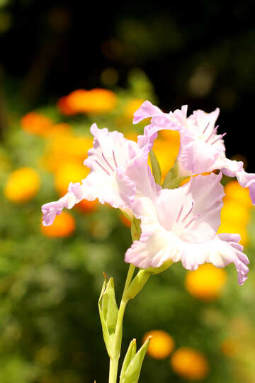 White gladiolus №33765