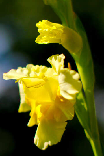 Yellow gladiolus №33452
