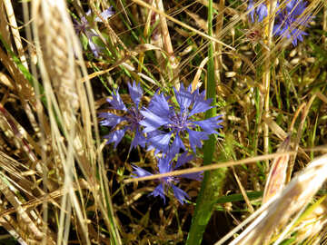 Purple flowers weeds on the bread grain fields №33328
