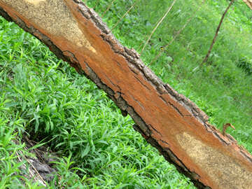 Logs de corte com ervas №33311
