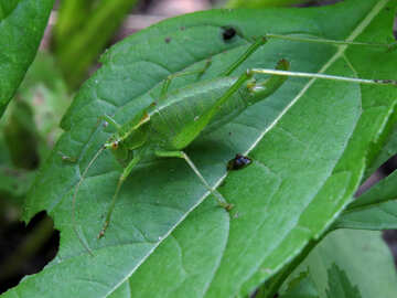 Green Grasshopper on the green sheet №33848