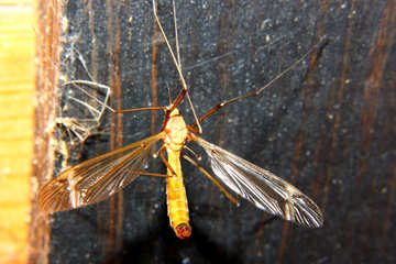 Mosquito grande №33881