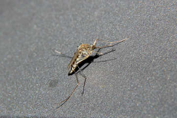 Mosquito  №33862