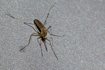 Mosquito macro №33863
