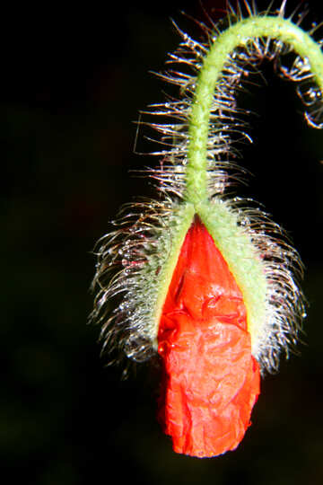 Sciogliendo il fiore di papavero in isolamento №33394