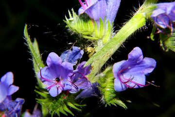 Little blue flower in isolation №33379
